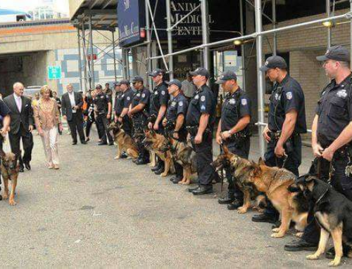 The Role of Armed Security in VIP Protection Services